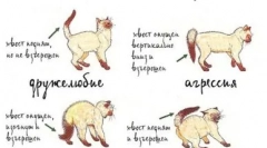 Kako pomiriti agresivno mačko ali mačko